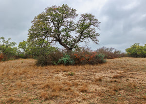 Hill Top Ranch