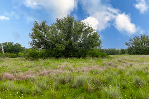 Daisy's Ranch