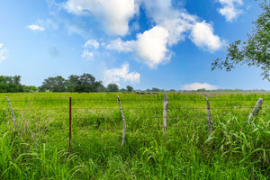 Daisy's Ranch
