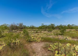 El Zopilote