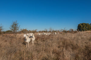1222 Ranch