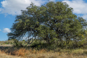 Dannheim Ranch