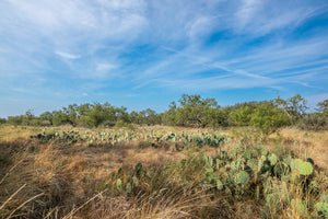 Shady Oaks Ranch