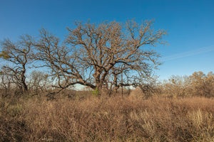 Antelope Camp & Farm