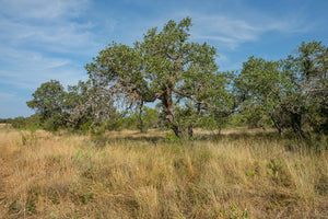 Shady Oaks Ranch