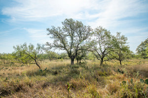 Shady Oaks Ranch