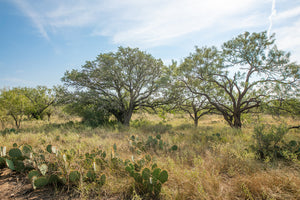 Shady Oaks Ranch