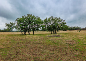 Hill Top Ranch