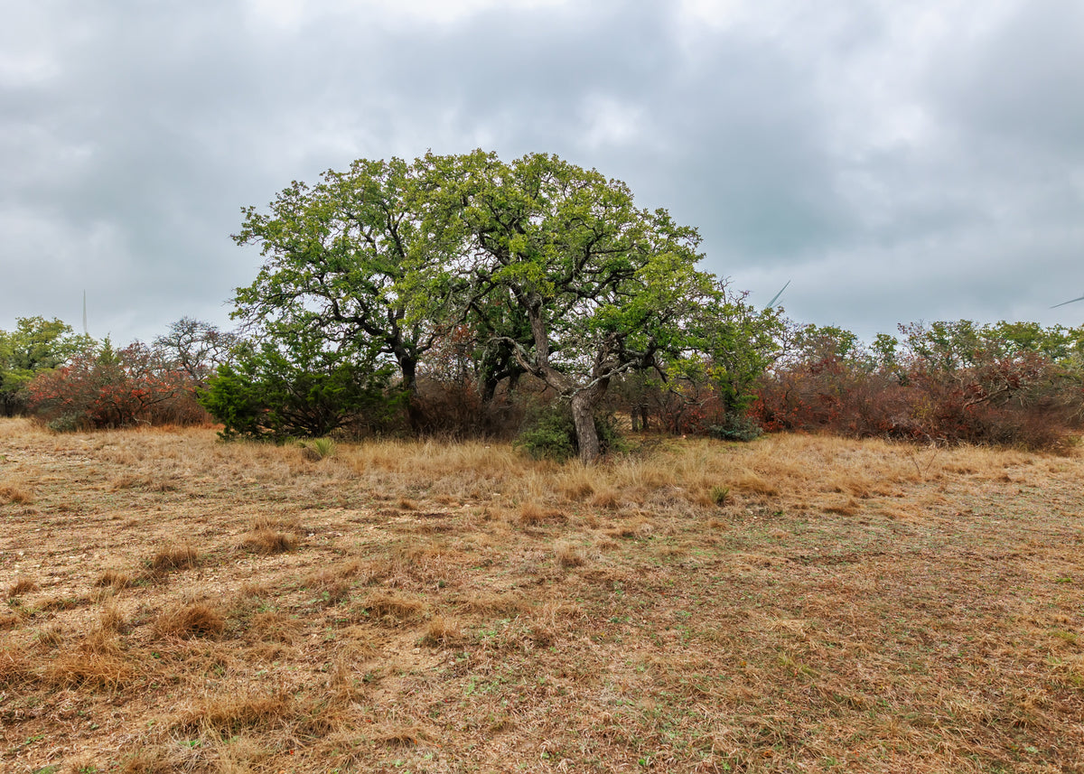 Hill Top Ranch
