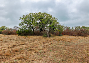 Hill Top Ranch