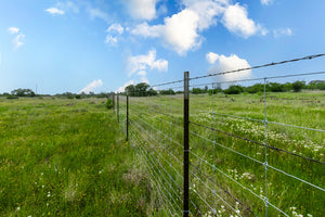 Daisy's Ranch