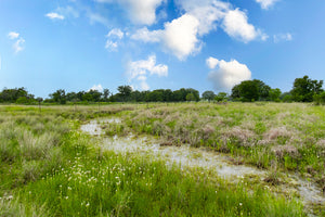 Daisy's Ranch