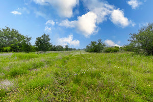 Daisy's Ranch