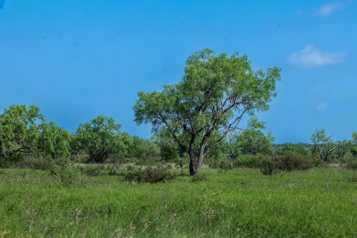 The Elbow Ranch