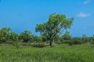 The Elbow Ranch