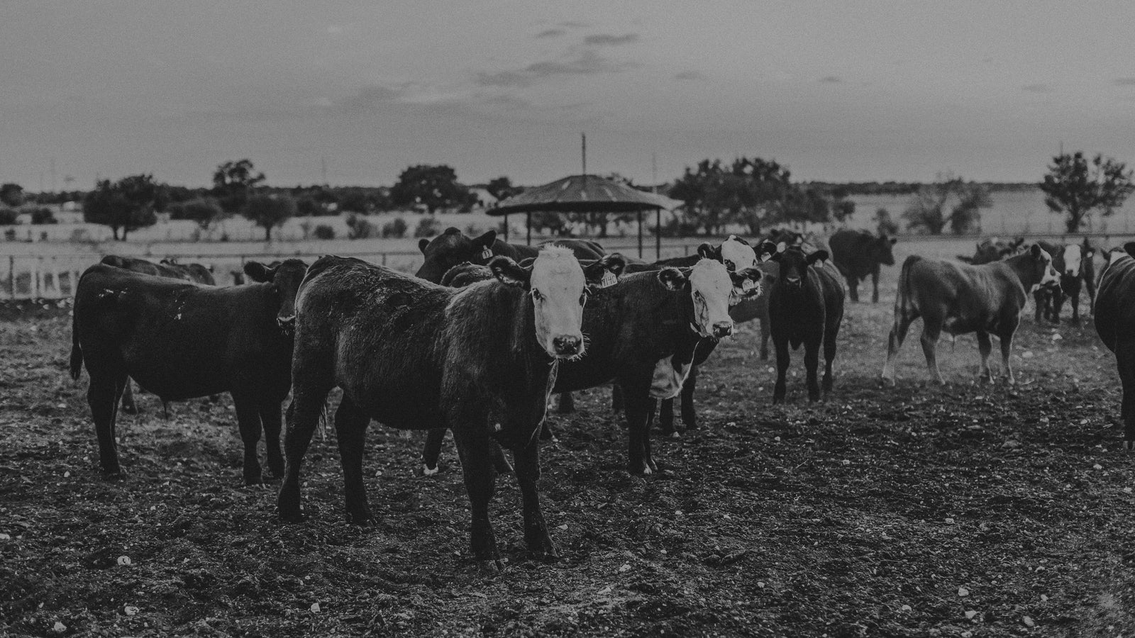 Jacoby Ranch CATTLE - Jacoby Land Co
