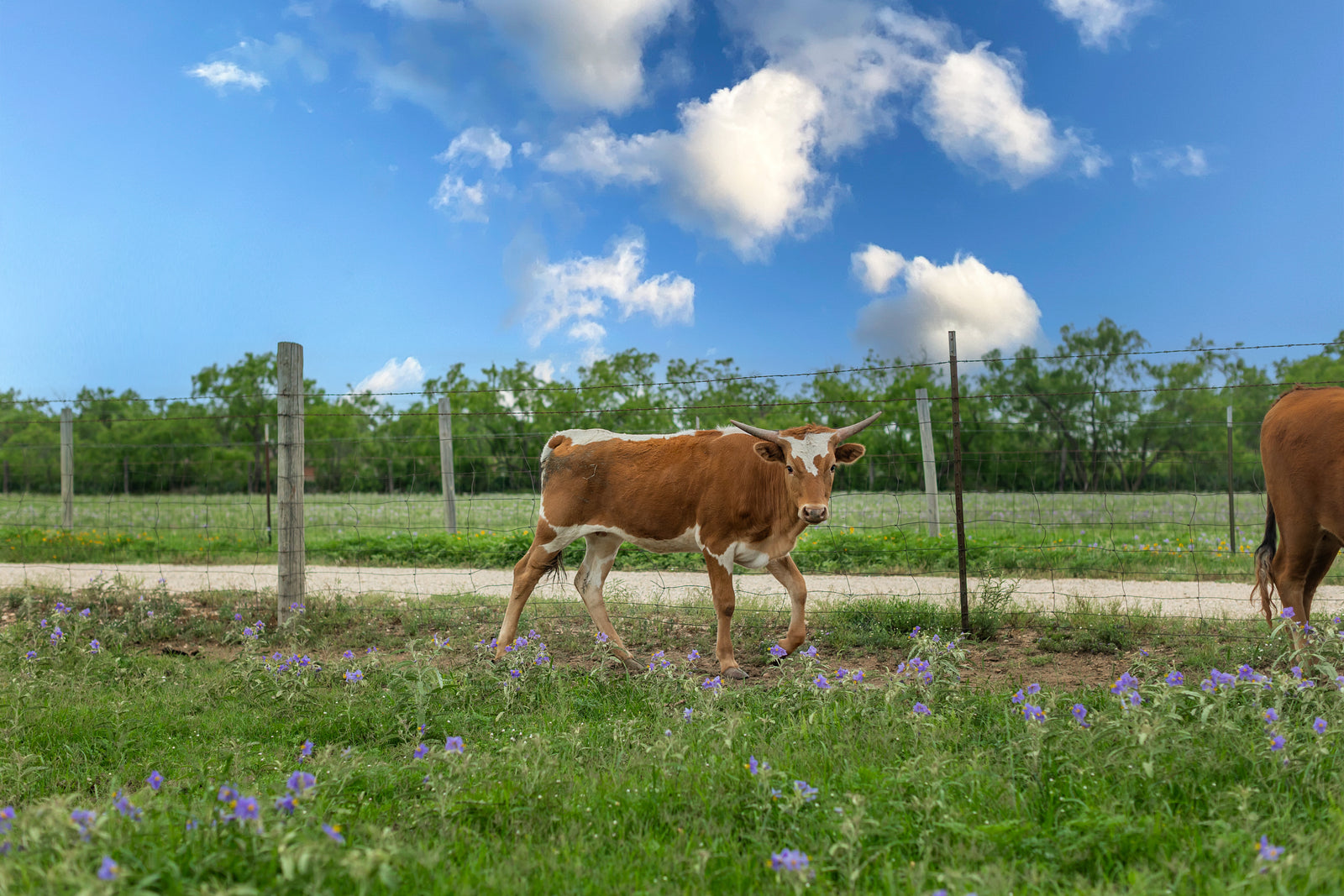 Sold Properties in Central Texas | Cow grazing on Ribble Ranchette in San Angelo, Tom Green Co | Jacoby Land Co