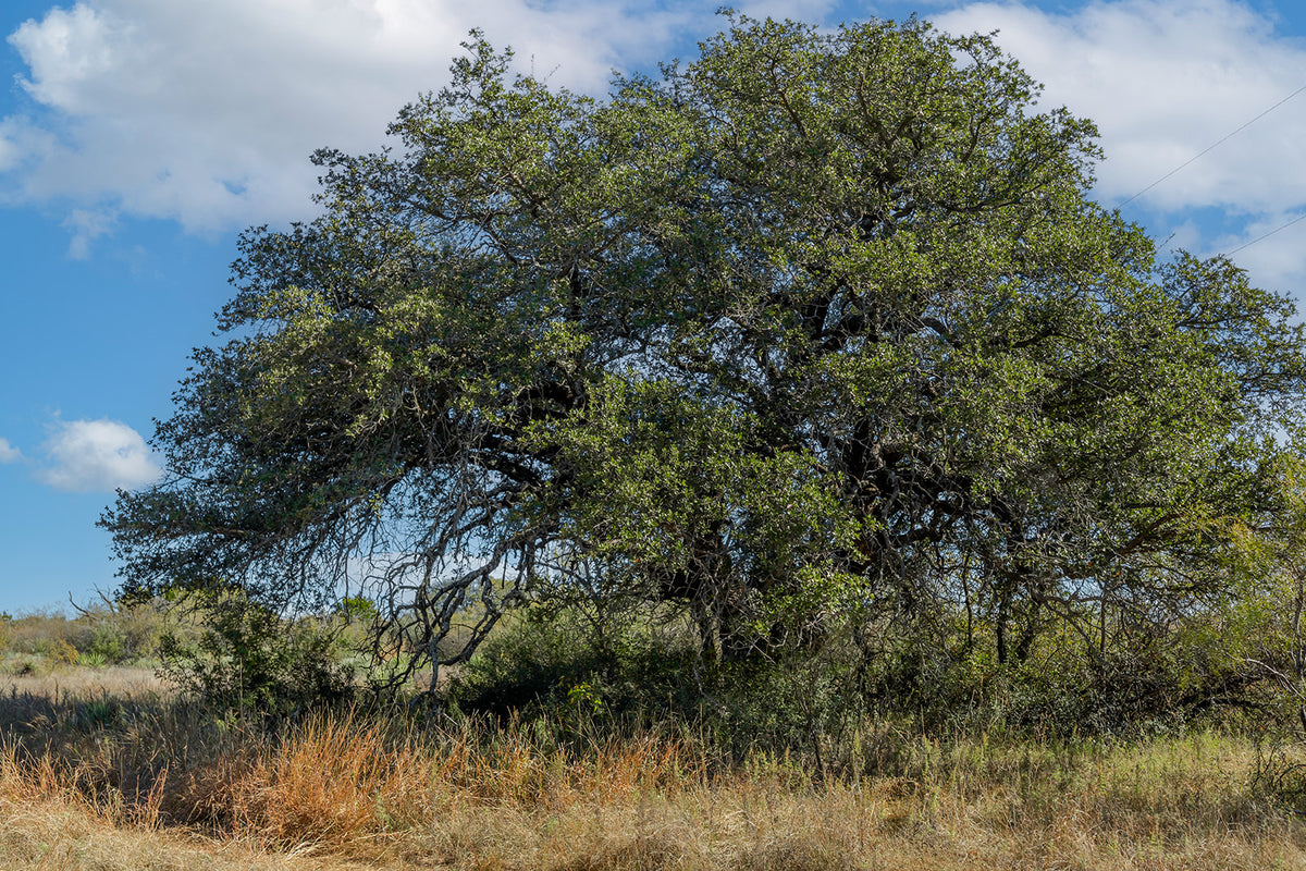 Dannheim Ranch