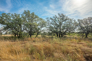 Shady Oaks Ranch