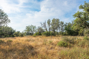 Shady Oaks Ranch
