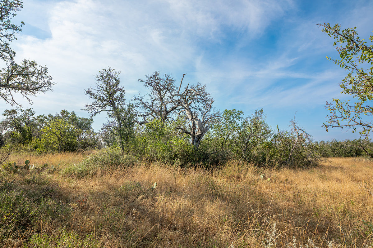 Shady Oaks Ranch