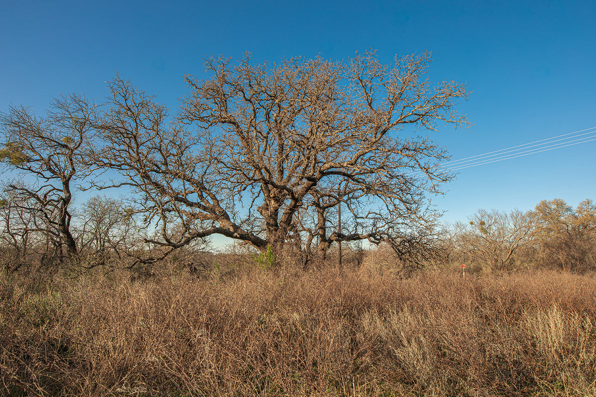 Antelope Camp & Farm