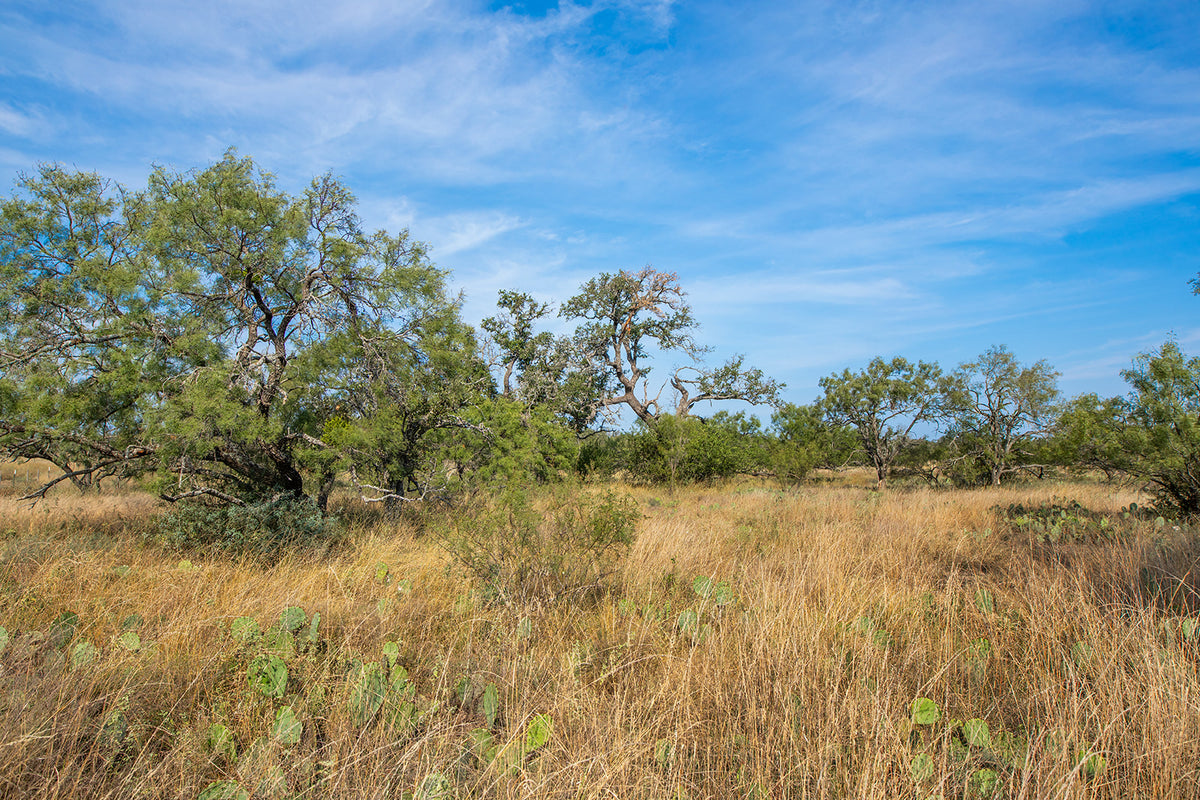 Shady Oaks Ranch