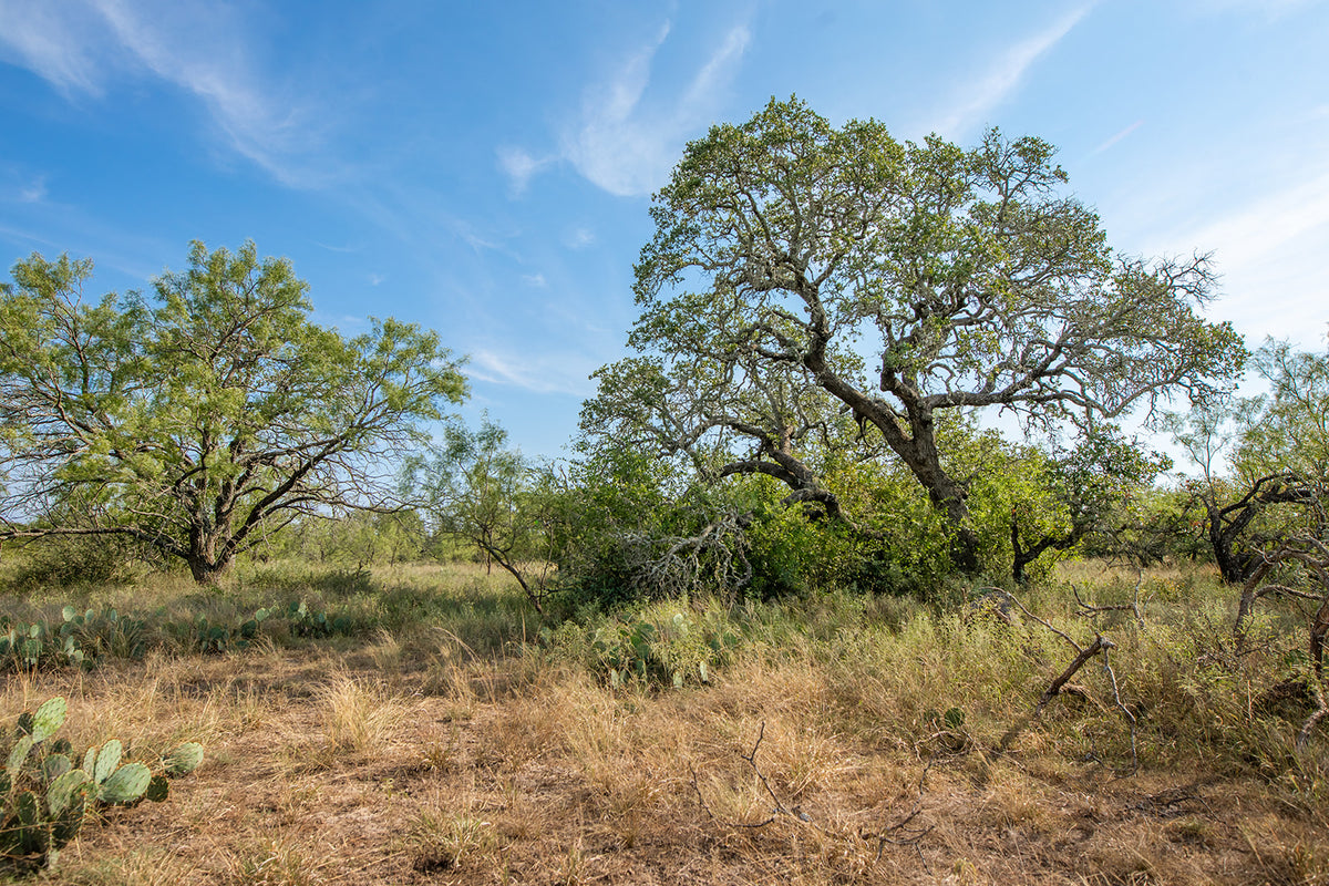 Shady Oaks Ranch