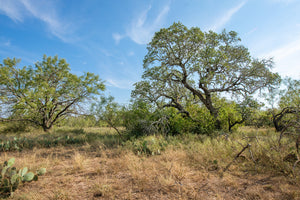 Shady Oaks Ranch