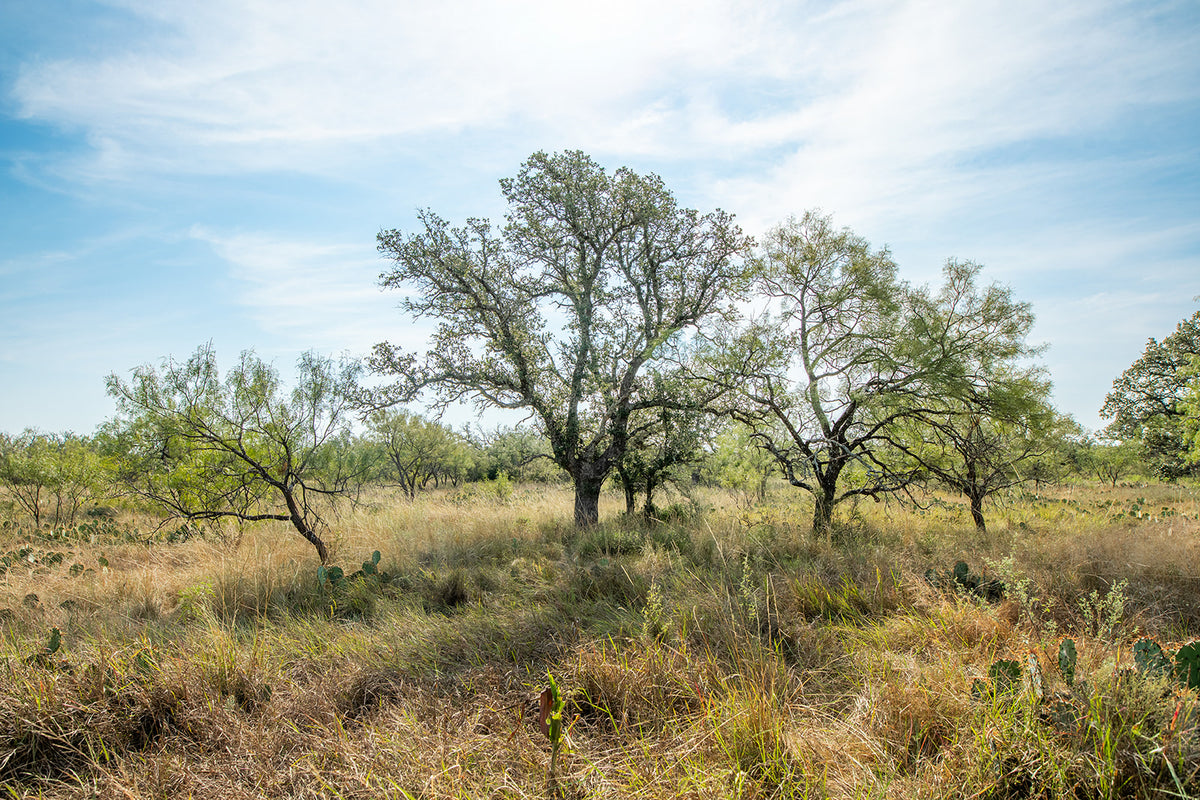 Shady Oaks Ranch