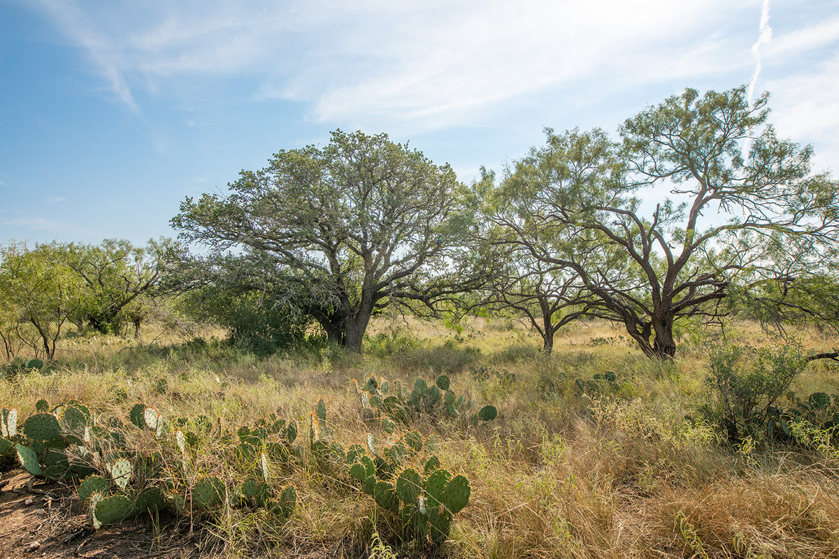 Shady Oaks Ranch