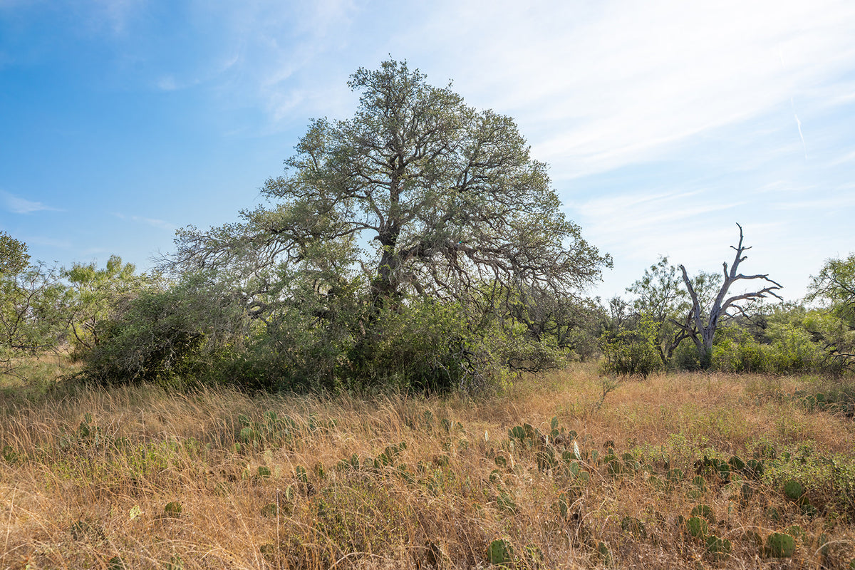 Shady Oaks Ranch