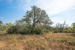 Shady Oaks Ranch