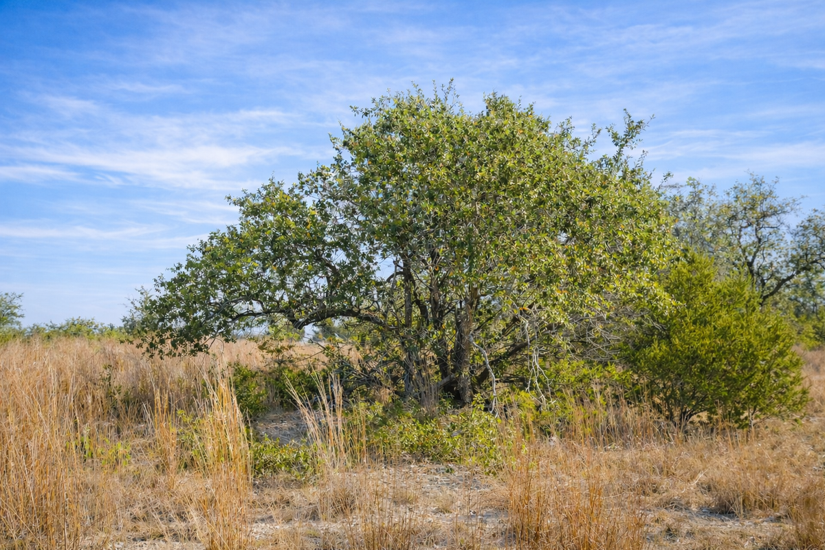 Legacy Hills