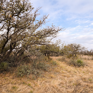 Shin Oak Ranch