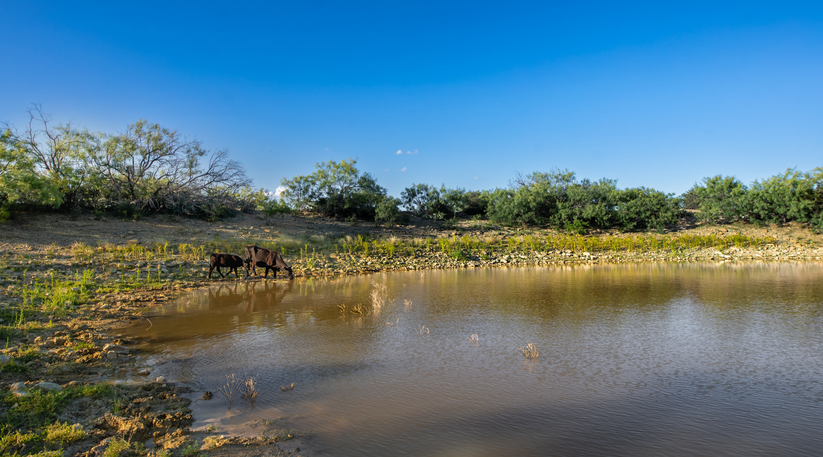 ELG Ranch | Scenic 334-Acre Hunting & Cattle Property for Sale Near Eden, Texas | Jacoby Land Co