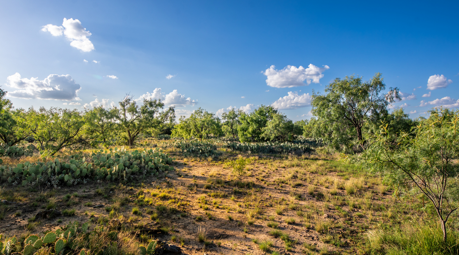 ELG Ranch | Scenic 334-Acre Hunting & Cattle Property for Sale Near Eden, Texas | Jacoby Land Co