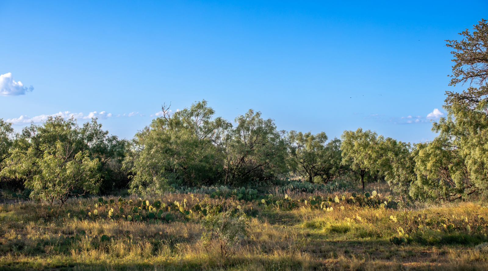 ELG Ranch | Scenic 334-Acre Hunting & Cattle Property for Sale Near Eden, Texas | Jacoby Land Co
