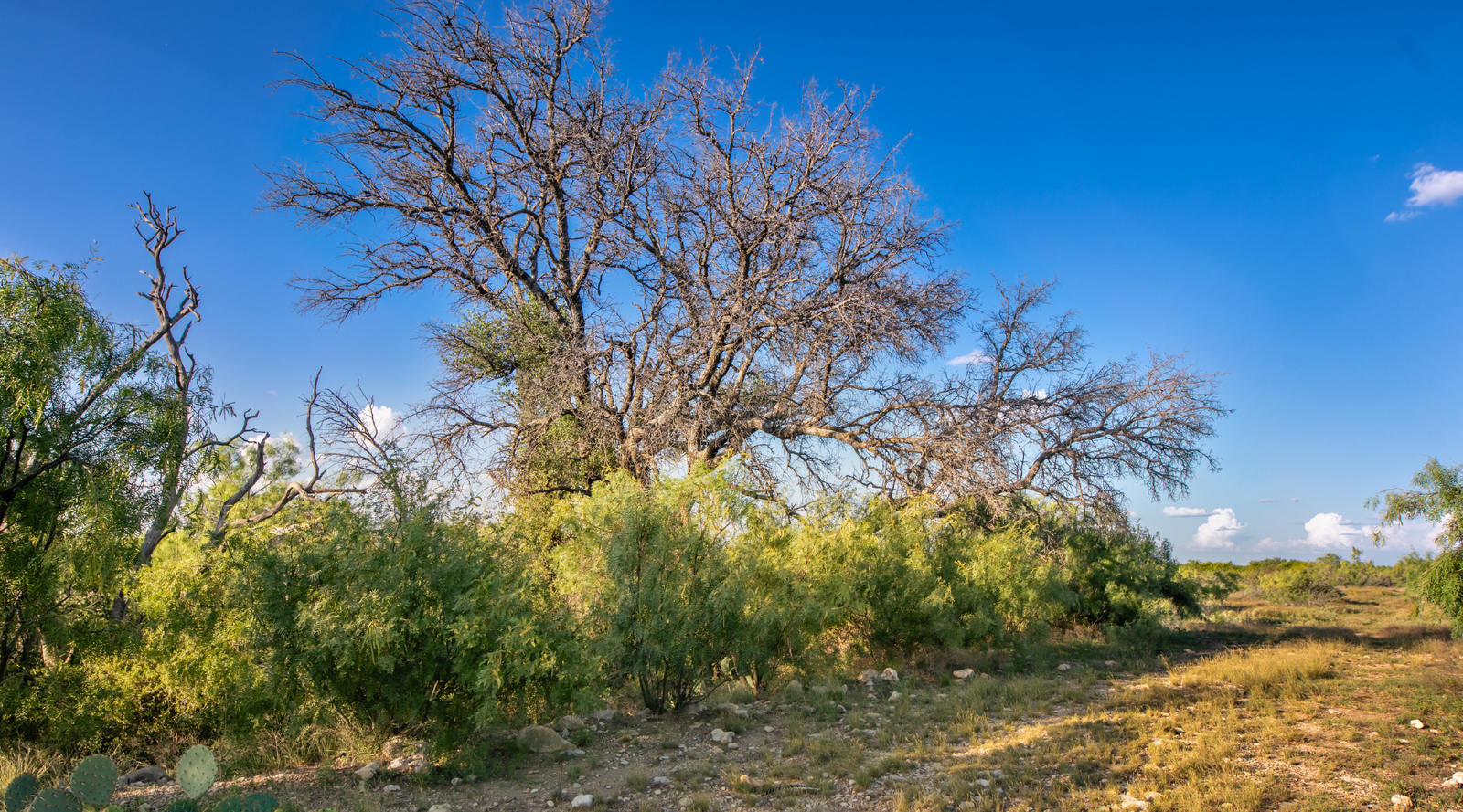 ELG Ranch | Scenic 334-Acre Hunting & Cattle Property for Sale Near Eden, Texas | Jacoby Land Co