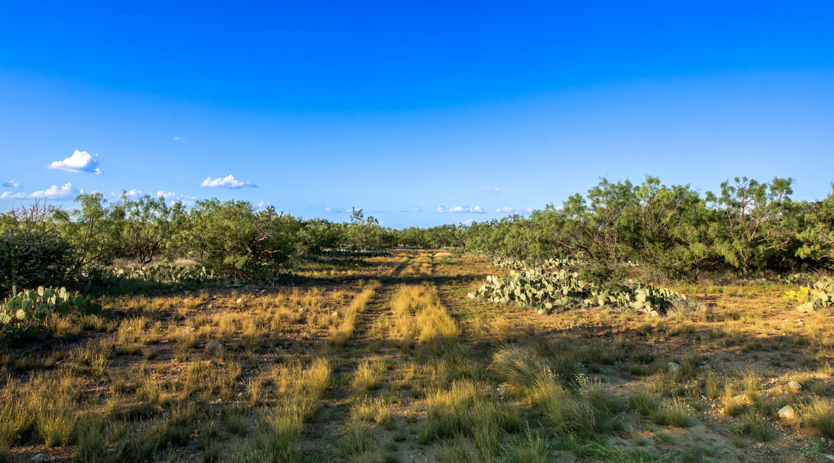 ELG Ranch | Scenic 334-Acre Hunting & Cattle Property for Sale Near Eden, Texas | Jacoby Land Co