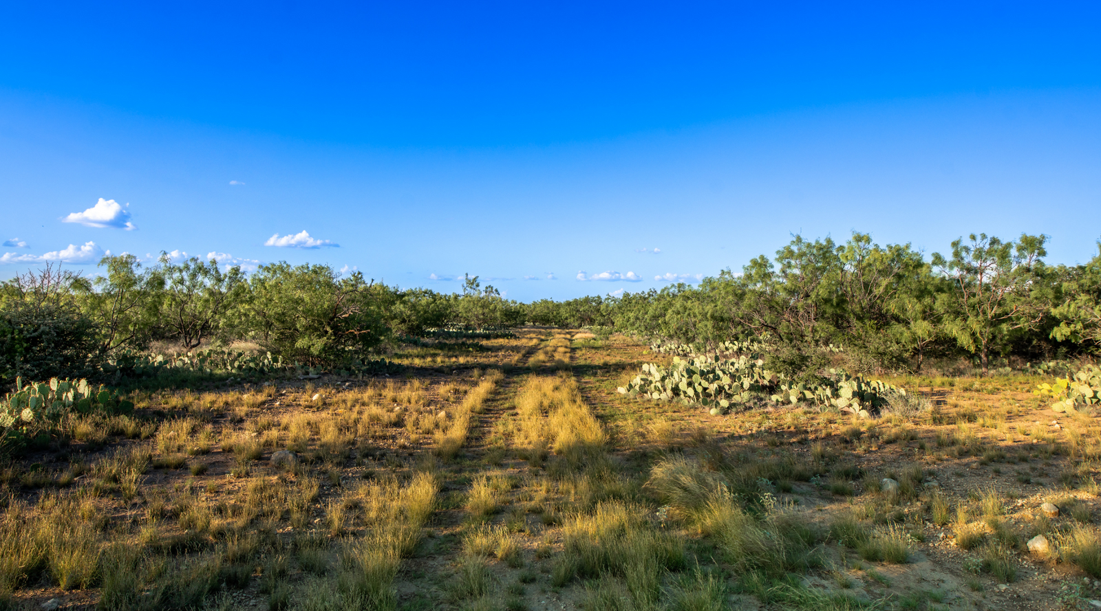ELG Ranch | Scenic 334-Acre Hunting & Cattle Property for Sale Near Eden, Texas | Jacoby Land Co