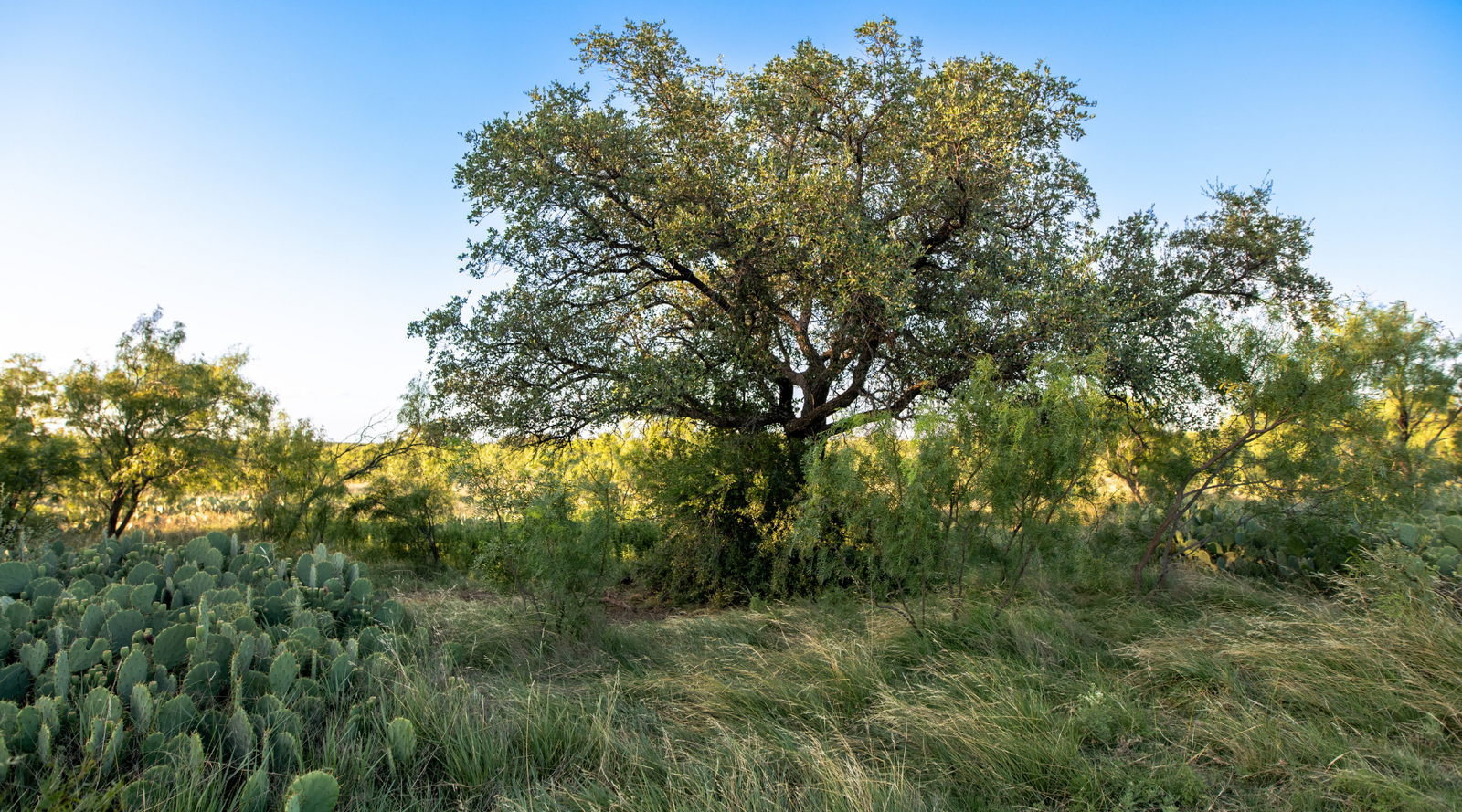 ELG Ranch | Scenic 334-Acre Hunting & Cattle Property for Sale Near Eden, Texas | Jacoby Land Co