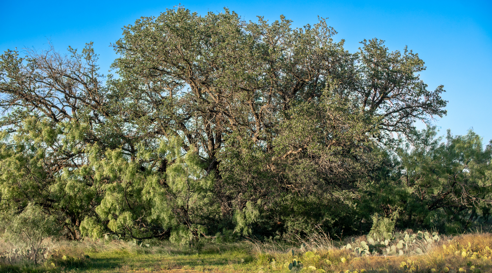 ELG Ranch | Scenic 334-Acre Hunting & Cattle Property for Sale Near Eden, Texas | Jacoby Land Co