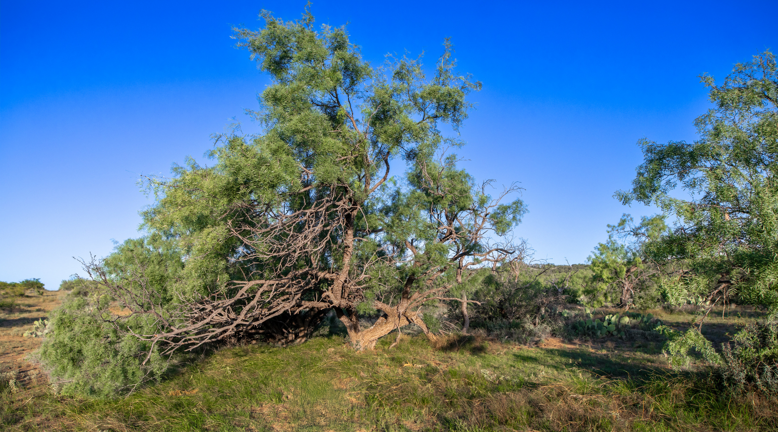 ELG Ranch | Scenic 334-Acre Hunting & Cattle Property for Sale Near Eden, Texas | Jacoby Land Co