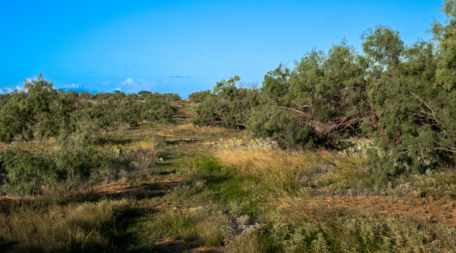 ELG Ranch | Scenic 334-Acre Hunting & Cattle Property for Sale Near Eden, Texas | Jacoby Land Co