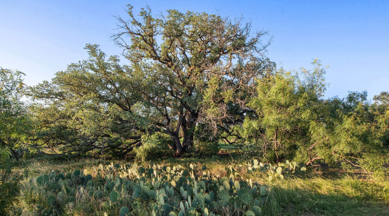 ELG Ranch | Scenic 334-Acre Hunting & Cattle Property for Sale Near Eden, Texas | Jacoby Land Co