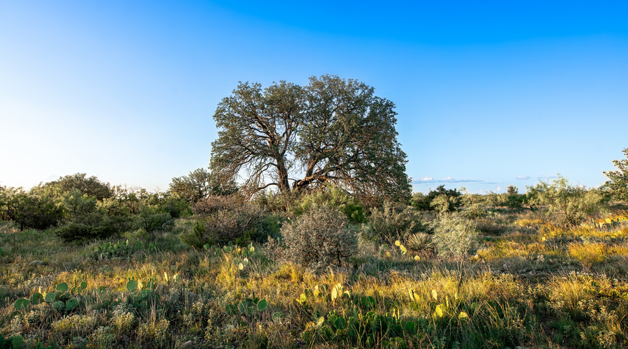 ELG Ranch | Scenic 334-Acre Hunting & Cattle Property for Sale Near Eden, Texas | Jacoby Land Co