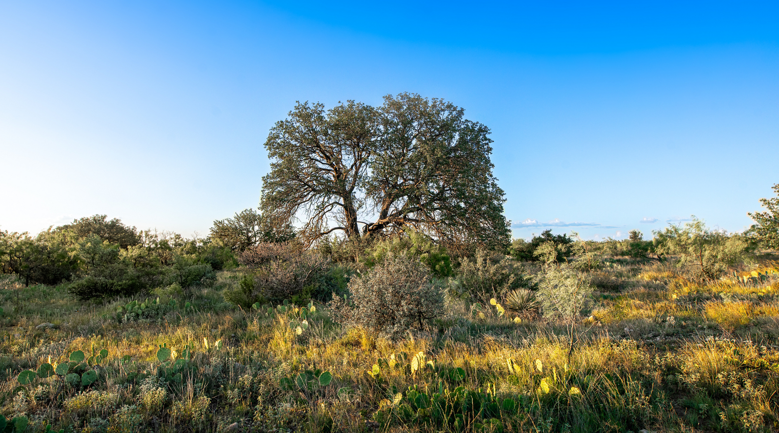 ELG Ranch | Scenic 334-Acre Hunting & Cattle Property for Sale Near Eden, Texas | Jacoby Land Co