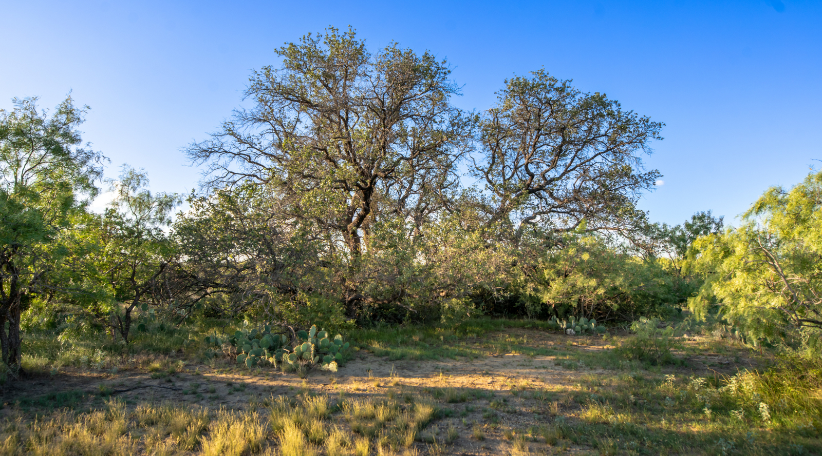 ELG Ranch | Scenic 334-Acre Hunting & Cattle Property for Sale Near Eden, Texas | Jacoby Land Co