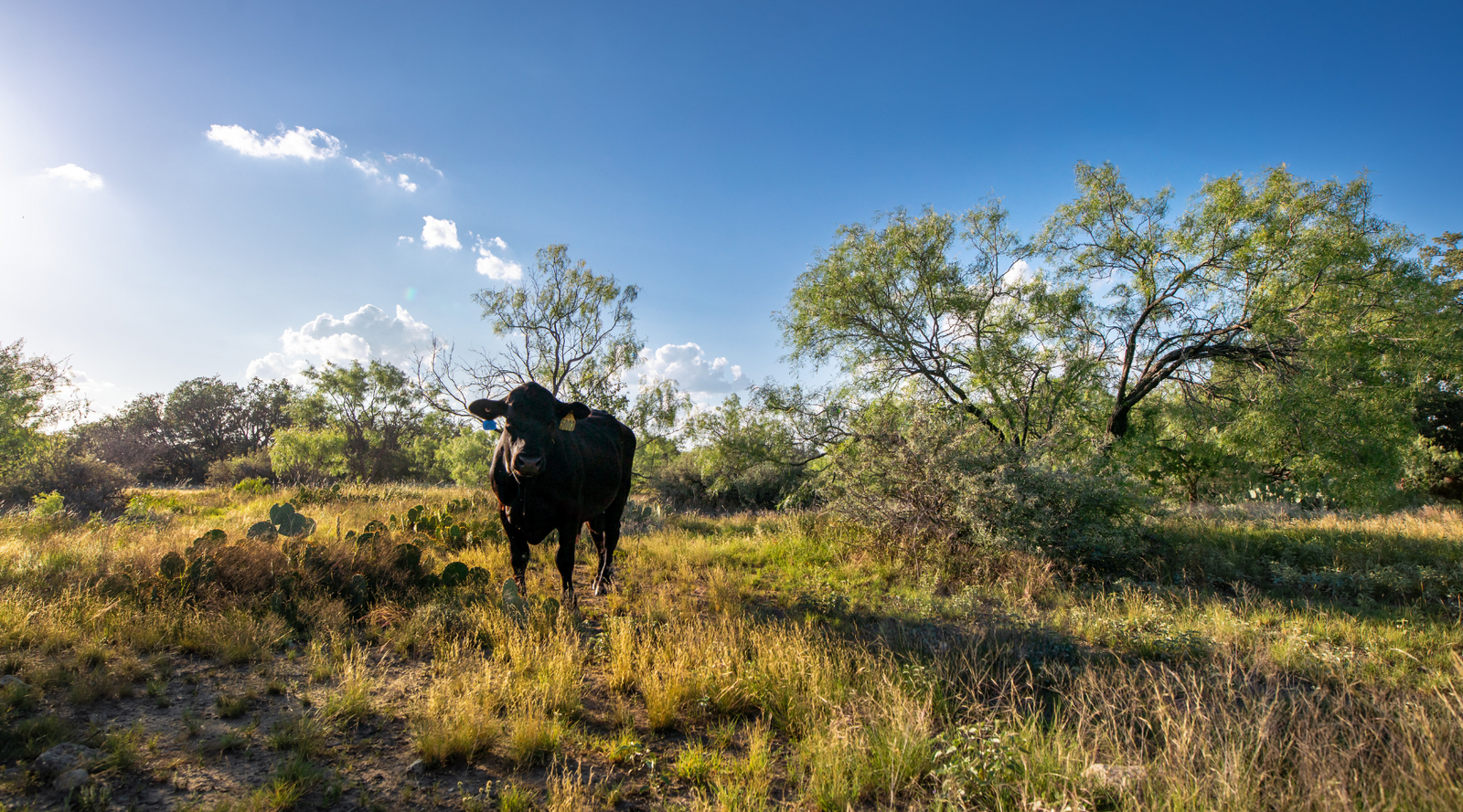 ELG Ranch | Scenic 334-Acre Hunting & Cattle Property for Sale Near Eden, Texas | Jacoby Land Co